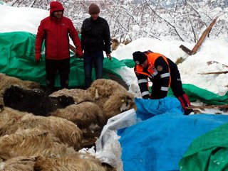 Trabzon’da çatısı çöken ağılda 124 hayvan telef oldu